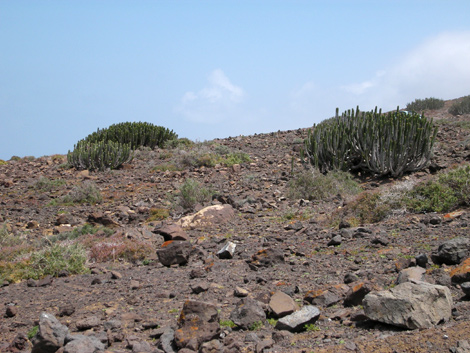 Kakteen auf Fuerteventura