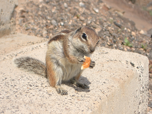 Atlashörnchen auf Fuerteventura