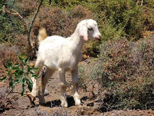 Ziege auf Fuerteventura